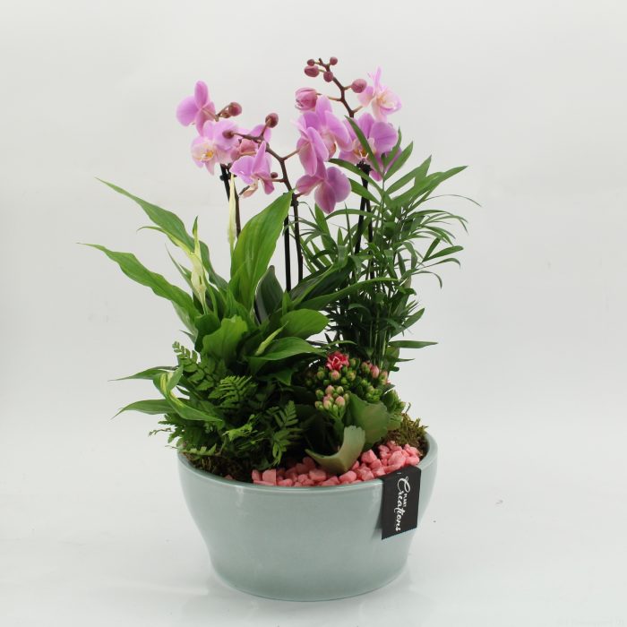 PHAL-2629RZ Phalaenopsis creatie, D 22