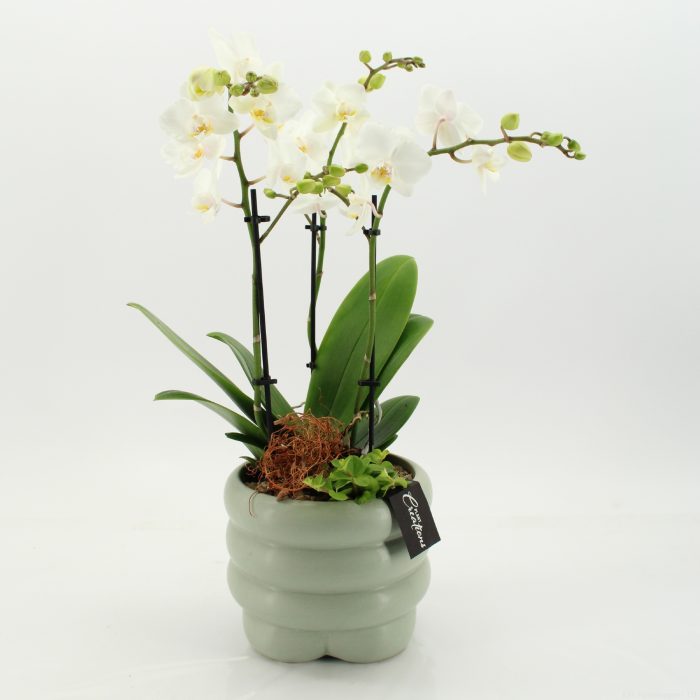 PHAL-2658W Phalaenopsis creatie, D 18