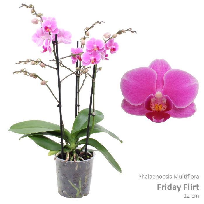 Phal. Multiflora "Friday Flirt" 3-tak, D 12
