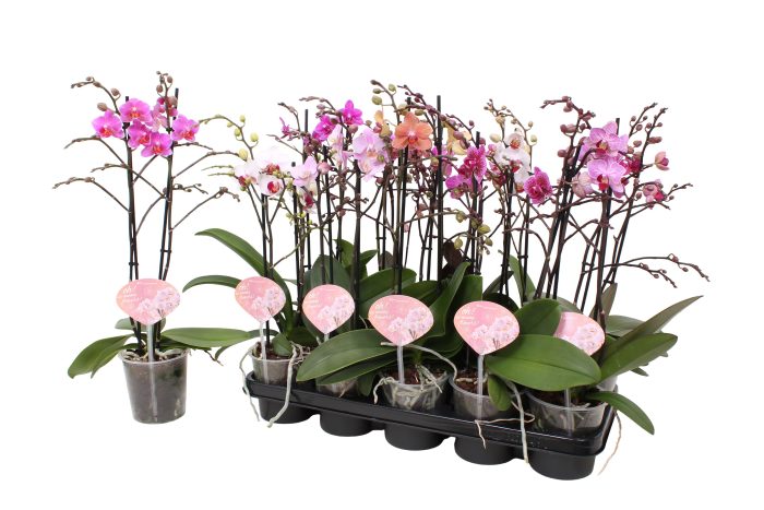 Phal. Multiflora 2-tak mix "Oh! etiket" 30+ vertakt 6 kleuren, D 12