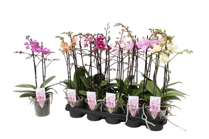 Phal. Multiflora 2-tak mix 30+ bloem, D 12