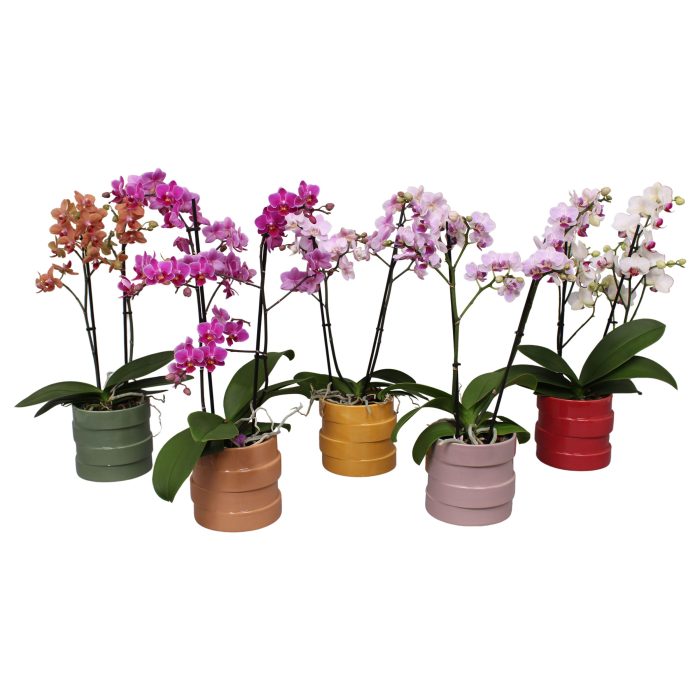 Phal. Multiflora 2-tak mix in keramiek BGC011, D 12