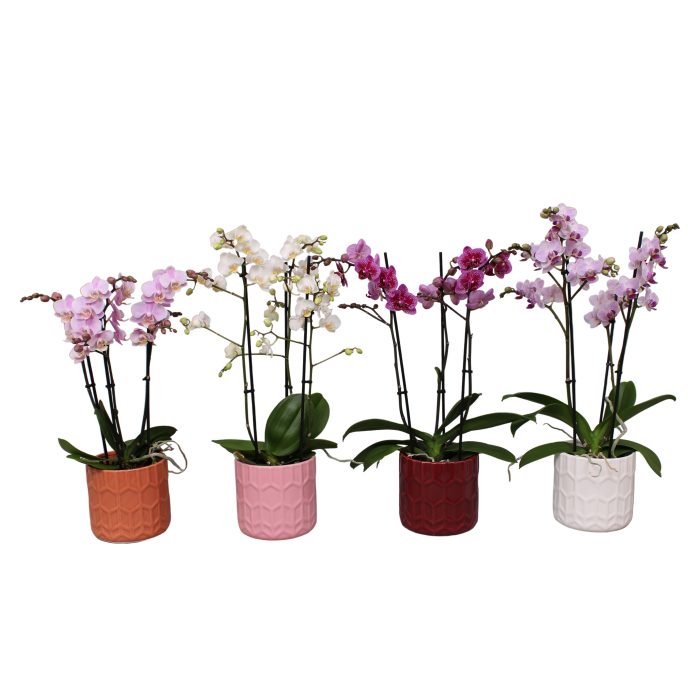 Phal. Multiflora 3-tak mix in keramiek BGC944 pot Hexagon, D 12