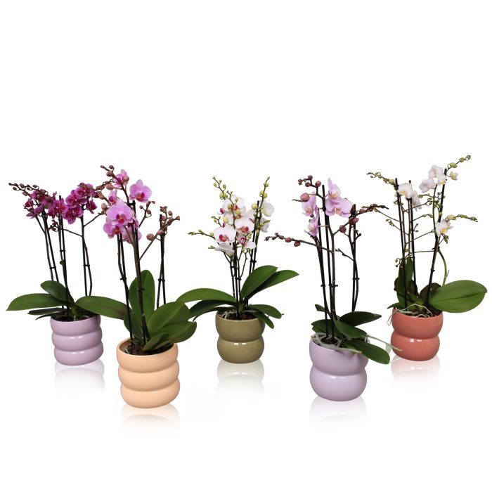Phal. Multiflora 3-tak mix in keramiek BGC951 Bollen pot, D 12