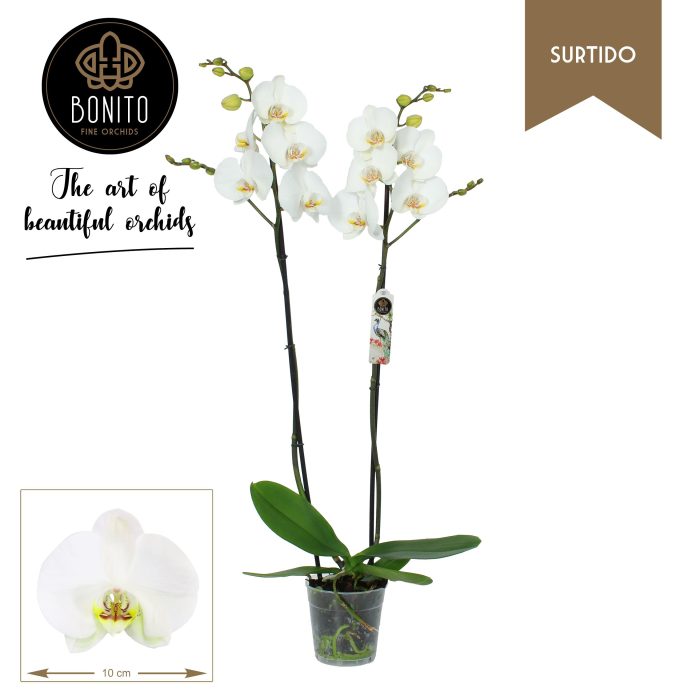Phal. Surtido - Silhouette 2-Tak, D 12