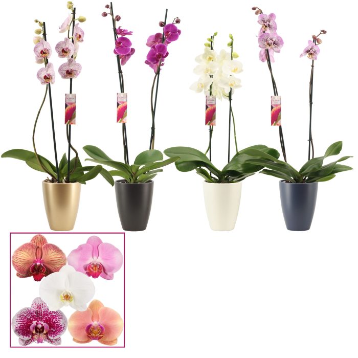 Phalaenopsis 2 tak 14+ mix in Carly(Neo Architect-collection), D 12