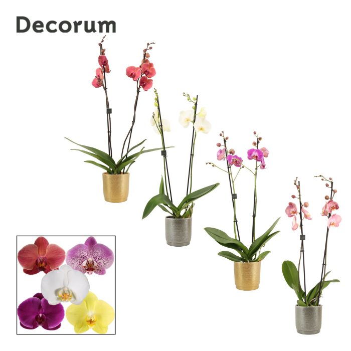 Phalaenopsis 2 tak 16+ mix in Gabriël (Deco-collection), D 12