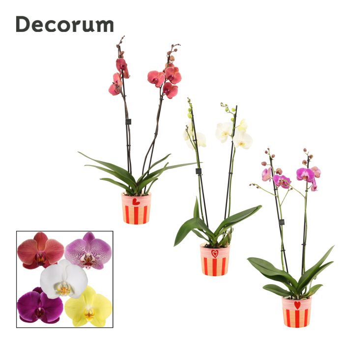 Phalaenopsis 2 tak 16+ mix in Romée (Sympathetic moods-collectio, D 12