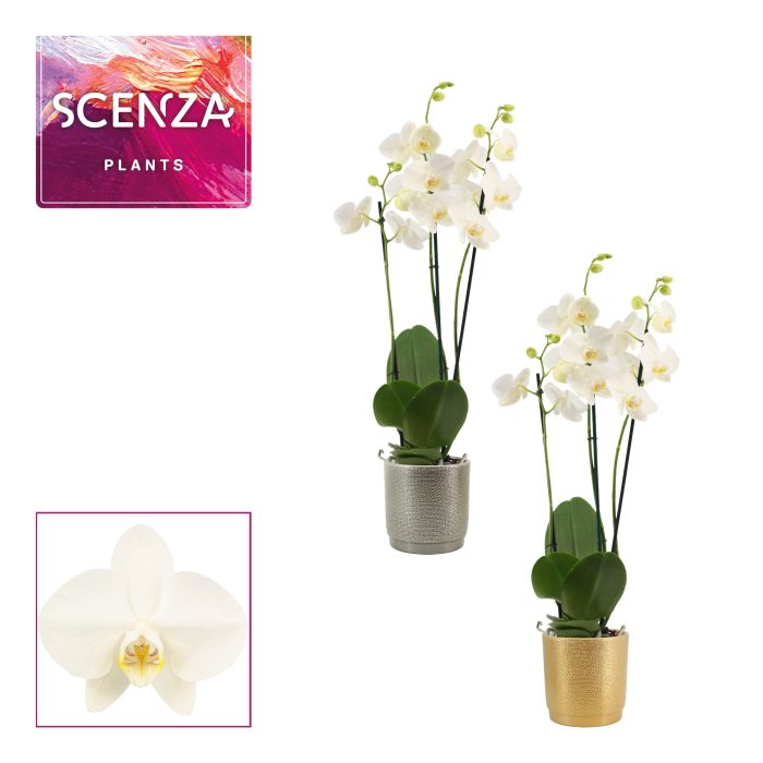 Phalaenopsis 3 tak 18+ wit in Gabriël (Deco-collection), D 12