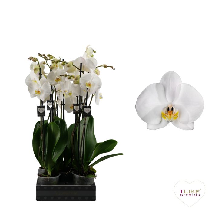 Phalaenopsis Cambridge - 2 tak 80cm, D 12