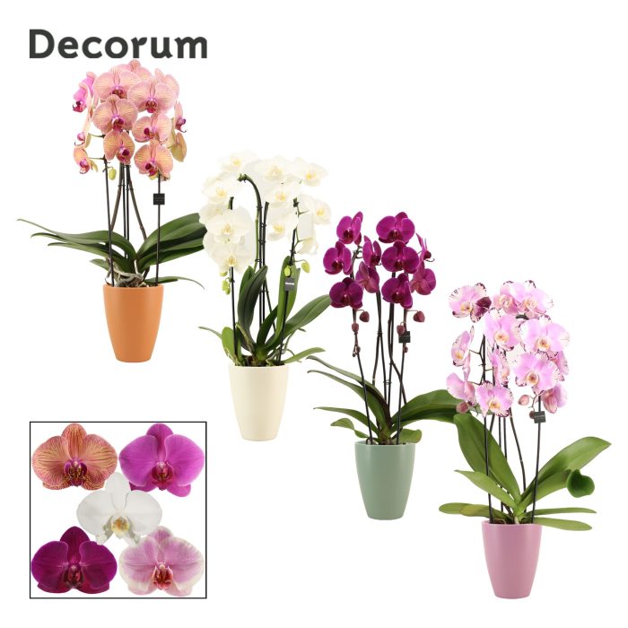 Phalaenopsis cascade 2 tak mix in Carly (Craft world-collection), D 12