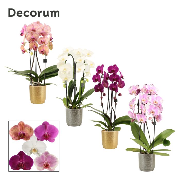 Phalaenopsis cascade 2 tak mix in Gabriël (Deco-collection), D 12
