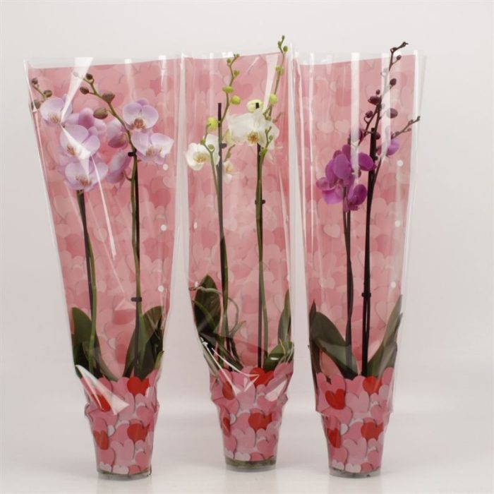 Phalaenopsis gemengd 2 tak gemengd in Valentijn hoes, D 12
