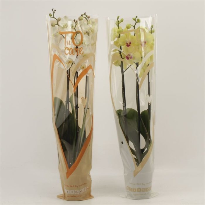 Phalaenopsis gemengd 3 tak gemengd in two care hoes, D 12