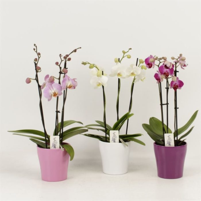 Phalaenopsis gemengd 3 tak shorty gemengd in keramiek ton sur ton, D 12