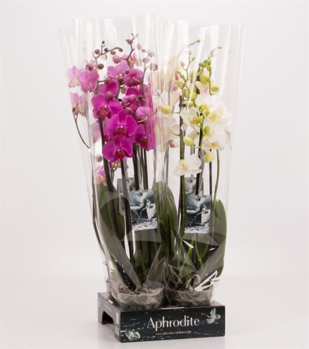 Phalaenopsis gemengd 4 tak gemengd Goddess, D 12