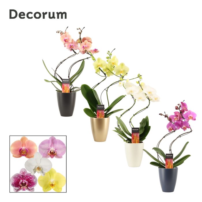 Phalaenopsis hurricane mix in Carly (Neo Architect-collection), D 12
