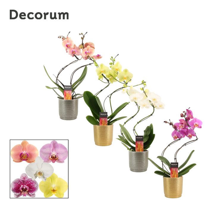 Phalaenopsis hurricane mix in Gabriël (Deco-collection), D 12
