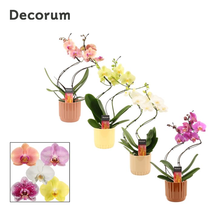 Phalaenopsis hurricane mix in Liam (Coffee blend-collection), D 12
