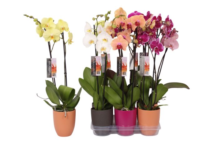 Phalaenopsis mix, 2-spike Anthracite, Purple and Orange Ceramics, D 12