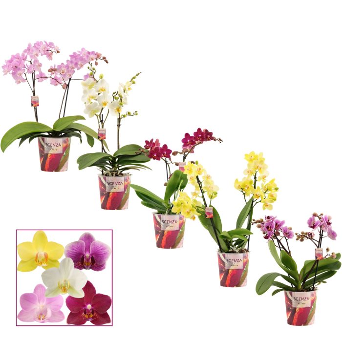 Phalaenopsis multiflora 2 tak mix (Scenza), D 12
