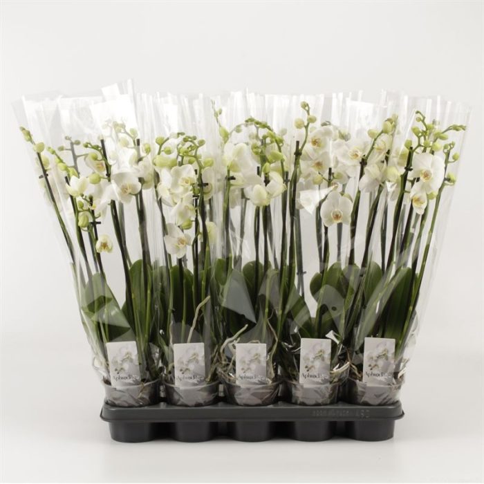 Phalaenopsis overig wit 4 Tak Wit, D 12