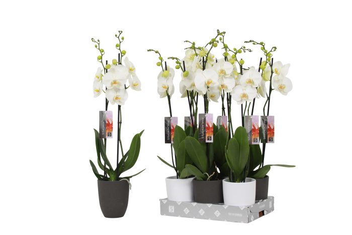 Phalaenopsis White, 2-spike Antracite and White Ceramics, D 12