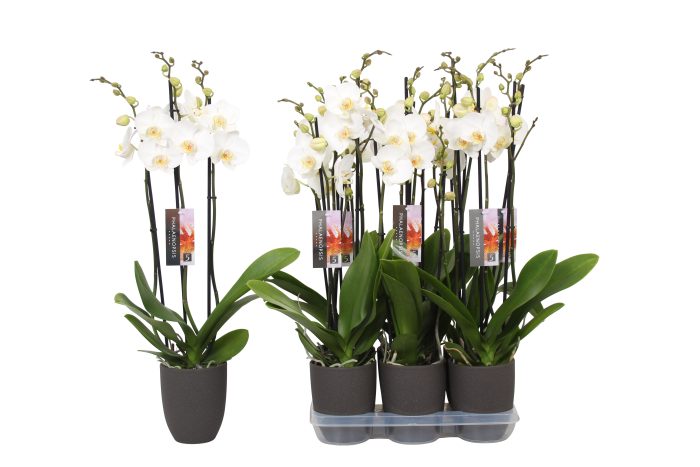 Phalaenopsis White, 3-spike Antracite Ceramics, D 12