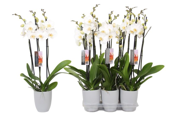 Phalaenopsis White, 3-spike Grey Ceramics, D 12