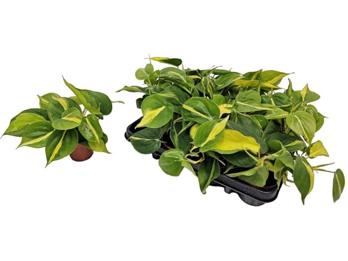Philodendron Brasil, D 8,5