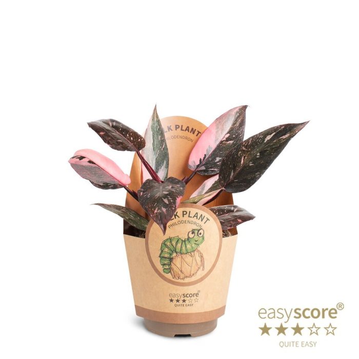 PHILODENDRON ERUBESCENS 'PINK PRINCESS', D 11