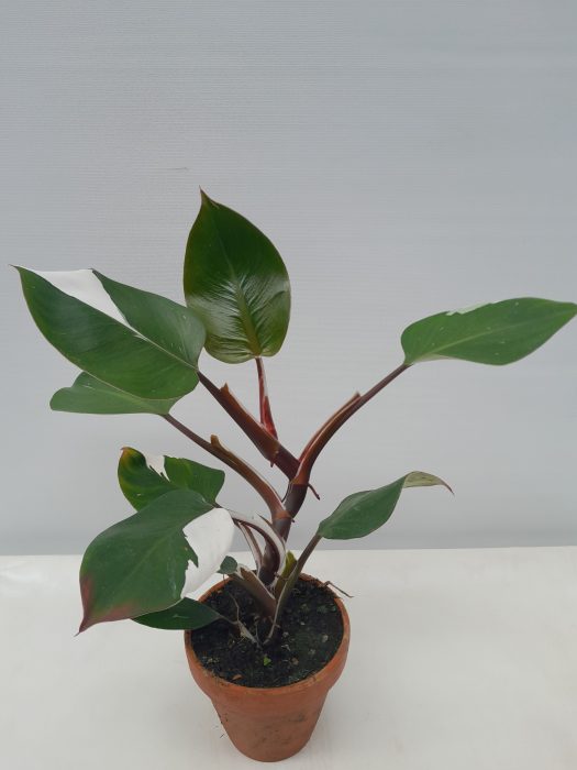 PHILODENDRON ERUBESCENS 'WHITE KNIGHT', D 12
