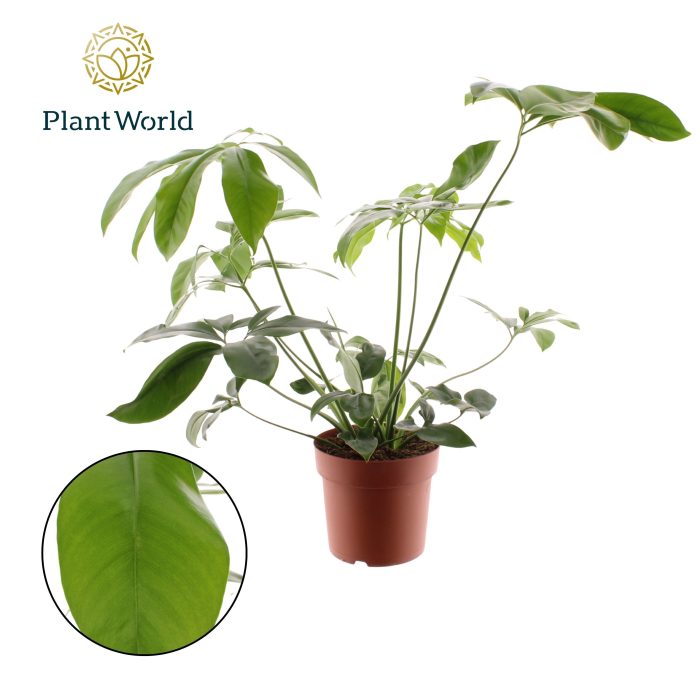 Philodendron Fun Bun, D 24