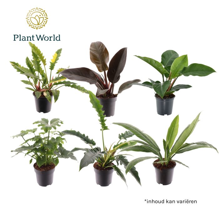 Philodendron gemengd diverse soorten, D 19