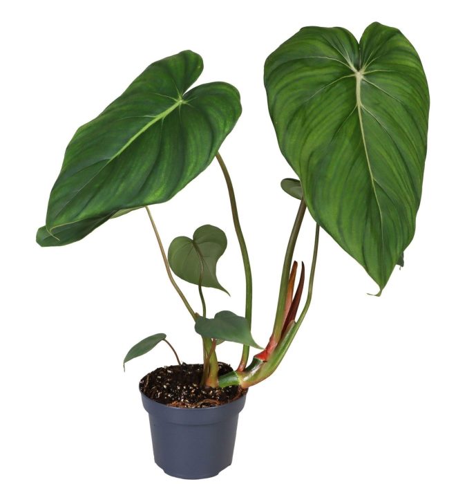 Philodendron Mc Dowell 12 cm, D 12