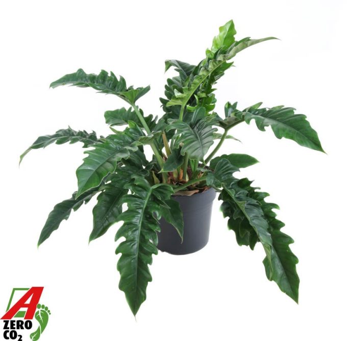 Philodendron Narrow P30, D 30
