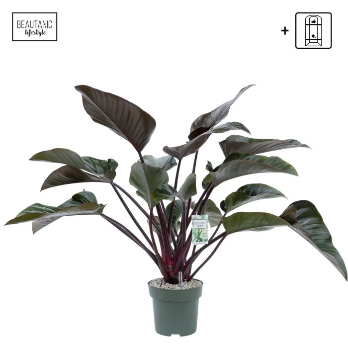 Philodendron Red Beauty, D 27