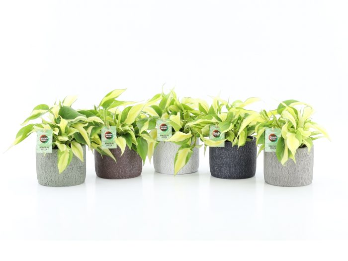 Philodendron scandens Rio in Classic Stone, D 13