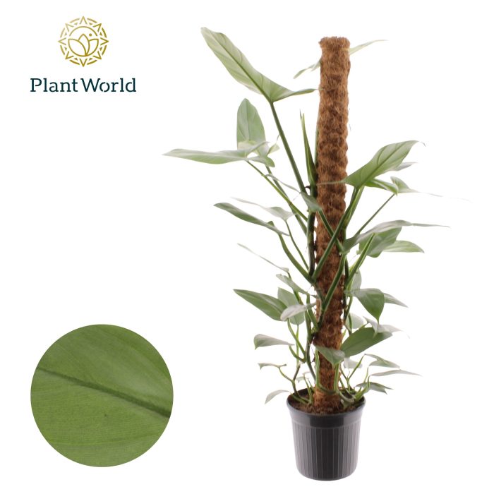 Philodendron Silver Sword Mosstok 100 cm, D 20