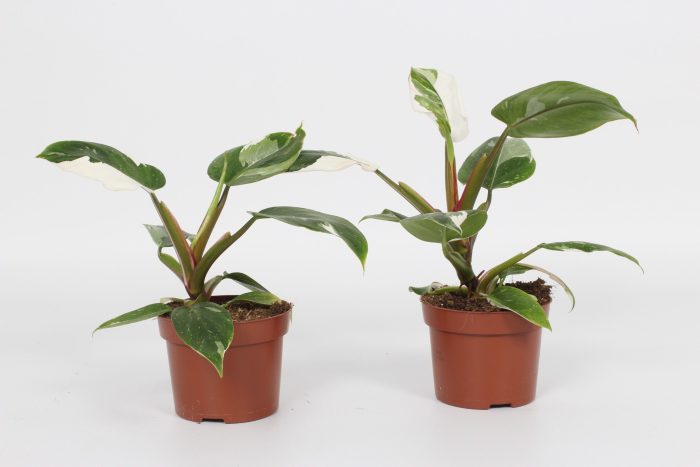 Philodendron White Princess 12cm, D 12