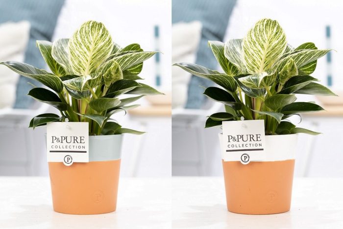 Philodendron White Wave in P&PURE Terra Cotta 4 ass. 2, D 12