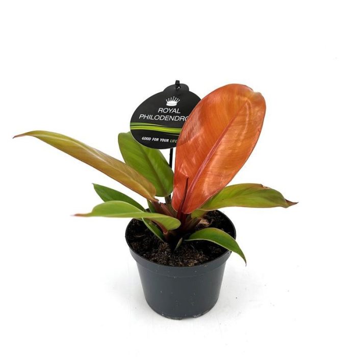 PHILODENDRON-HYBRID 'Prince of Orange', D 12