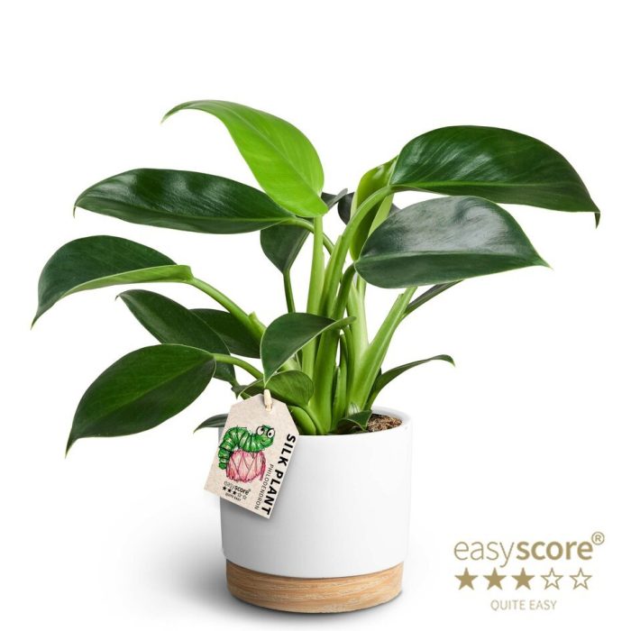 PHILODENDRON-HYBRID 41125089 WB W Gr.Princes, D 12