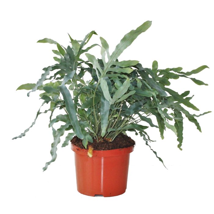 Phlebodium Blue Star (Blauwvaren), D 24