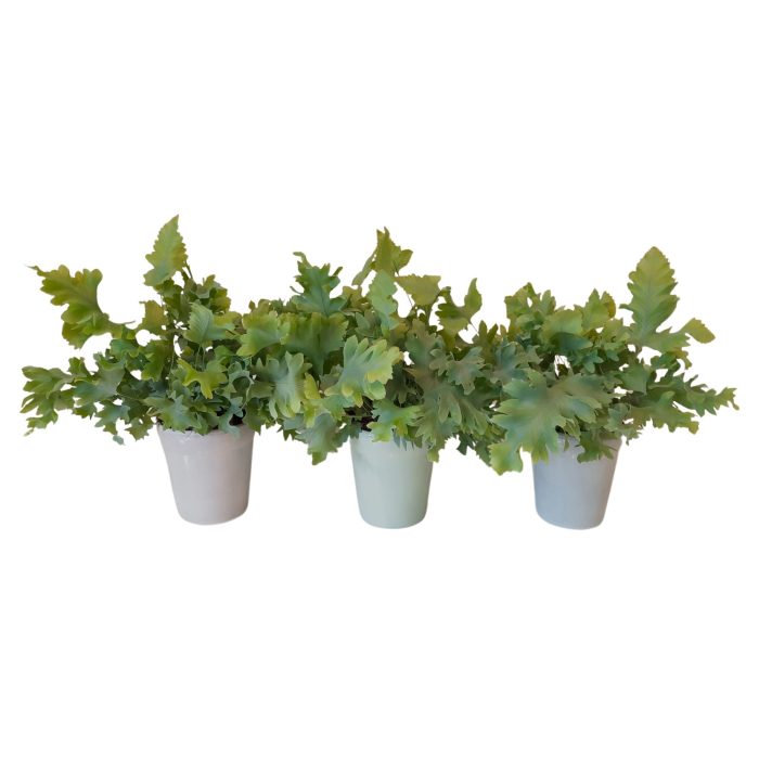 Phlebodium Davana in pot Elle, D 9