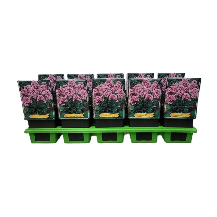 Phlox Paniculata 'Bright Eyes' P11, D 11