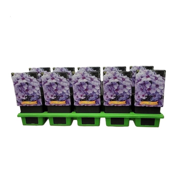 Phlox Paniculata 'Gräfin von Schwerin' P11, D 11