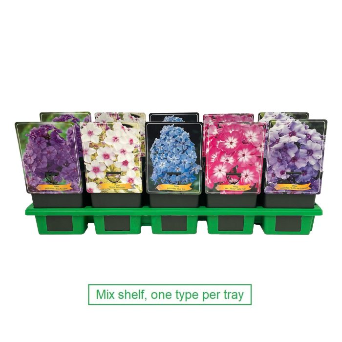 Phlox paniculata mix laag P11, D 11