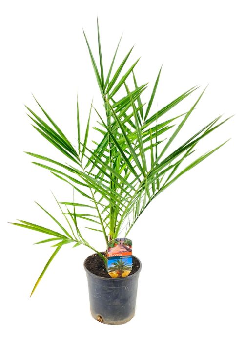 Phoenix canariensis, D 15