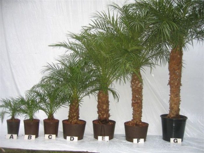 phoenix roebelenii hydro, D 32